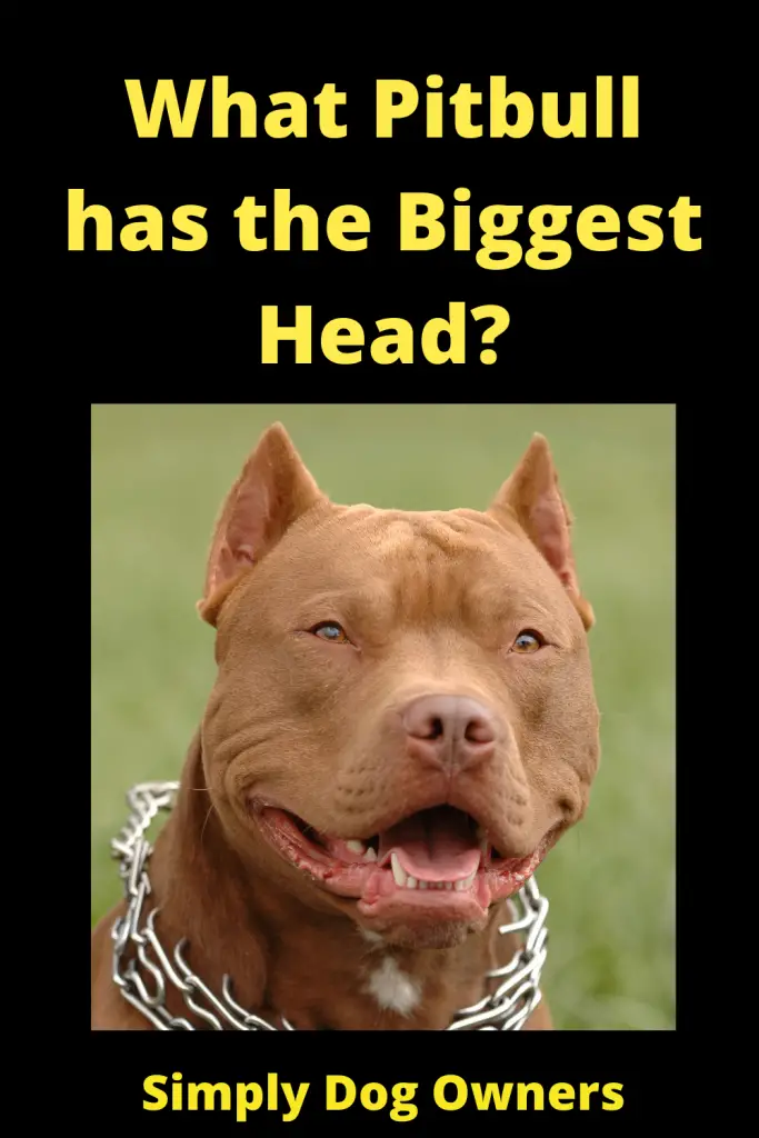 What Pitbull has the Biggest Head? 3