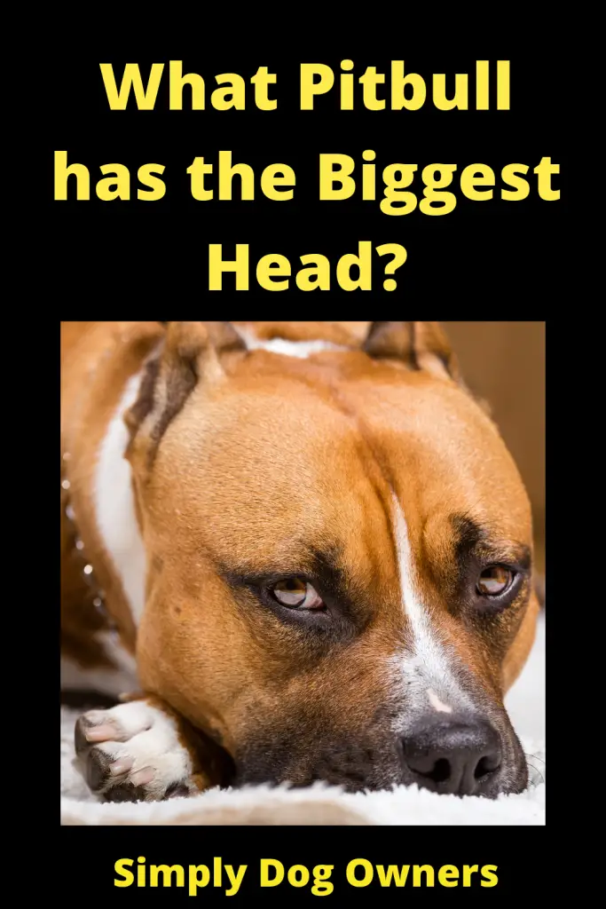 What Pitbull has the Biggest Head? 4