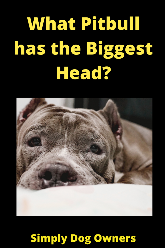 What Pitbull has the Biggest Head? 1