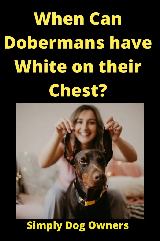When Can Dobermans have White on their Chest? 2