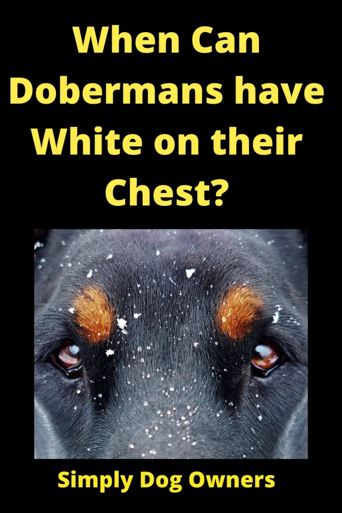 When Can Dobermans have White on their Chest? 3