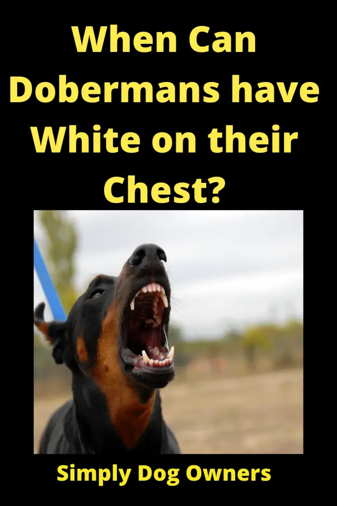 When Can Dobermans have White on their Chest? 4