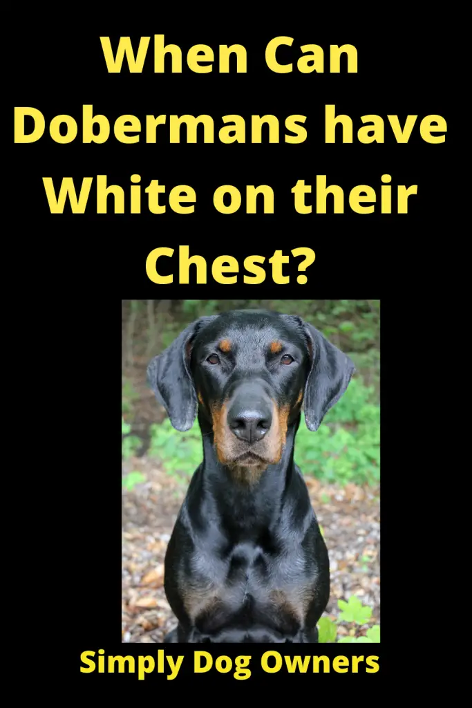 When Can Dobermans have White on their Chest? 5
