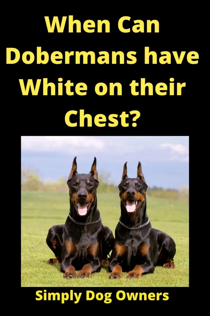 When Can Dobermans have White on their Chest? 1