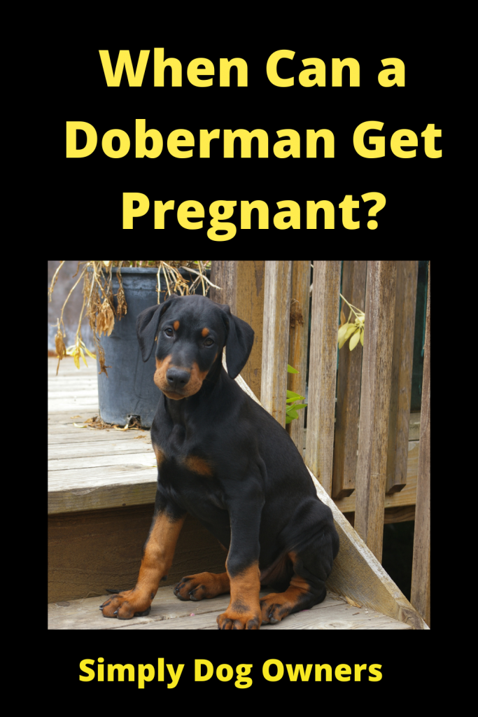 Pregnant Doberman - (HOW QUICK) 2
