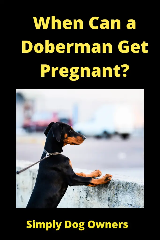 Pregnant Doberman - (HOW QUICK) 3