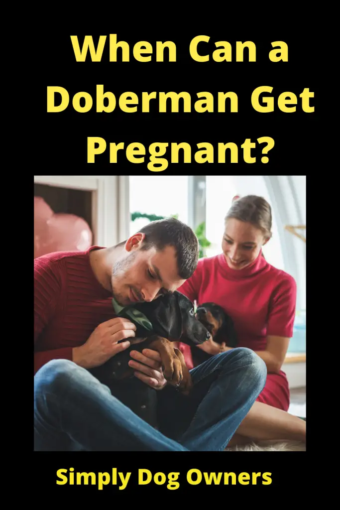 Pregnant Doberman - (HOW QUICK) 4