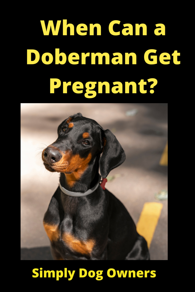 Pregnant Doberman - (HOW QUICK) 1