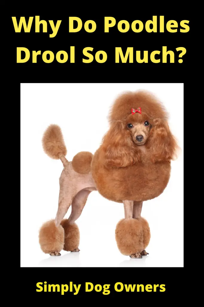Why Do Poodles Drool So Much? 3