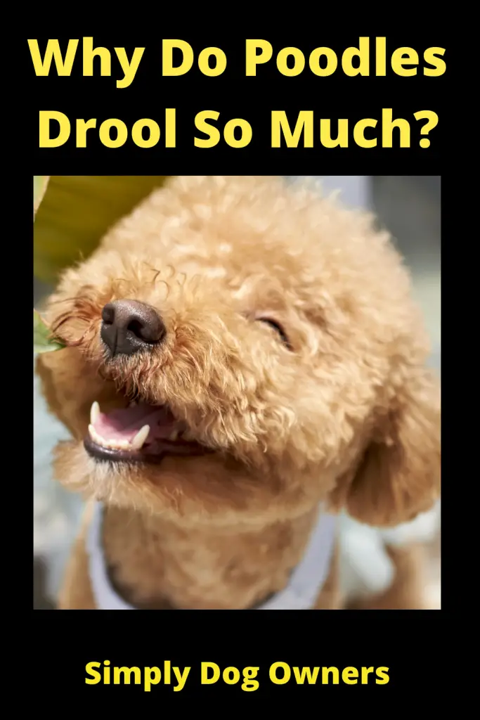 Why Do Poodles Drool So Much? 4