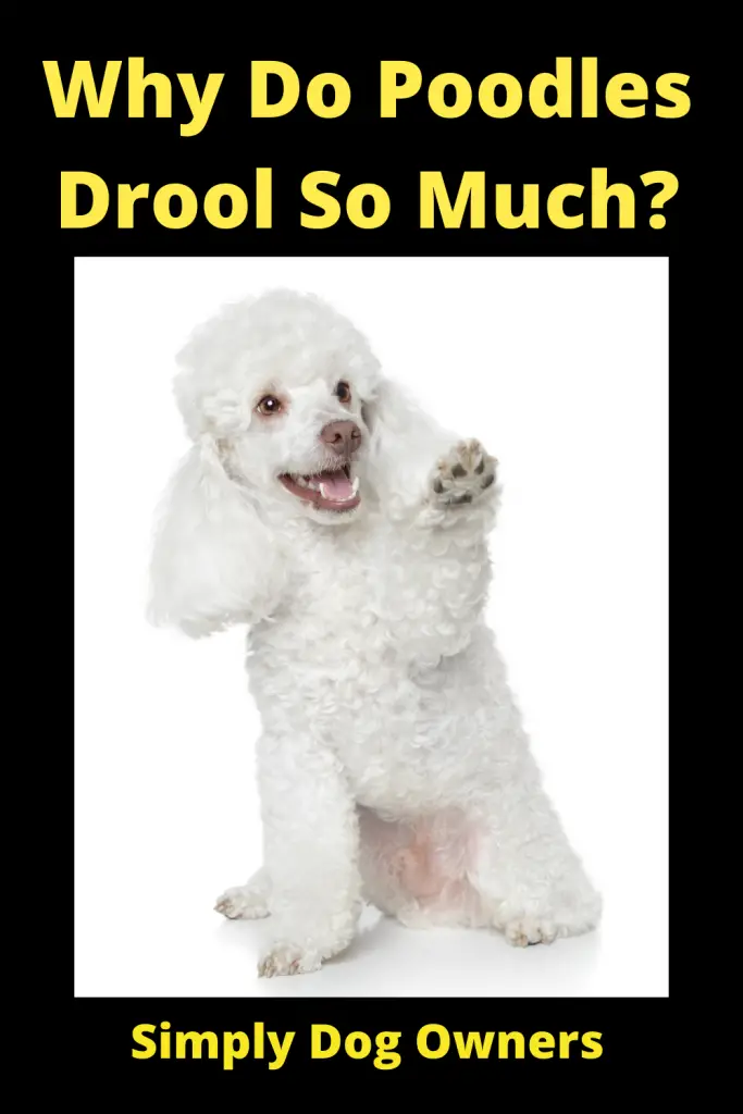Why Do Poodles Drool So Much? 1