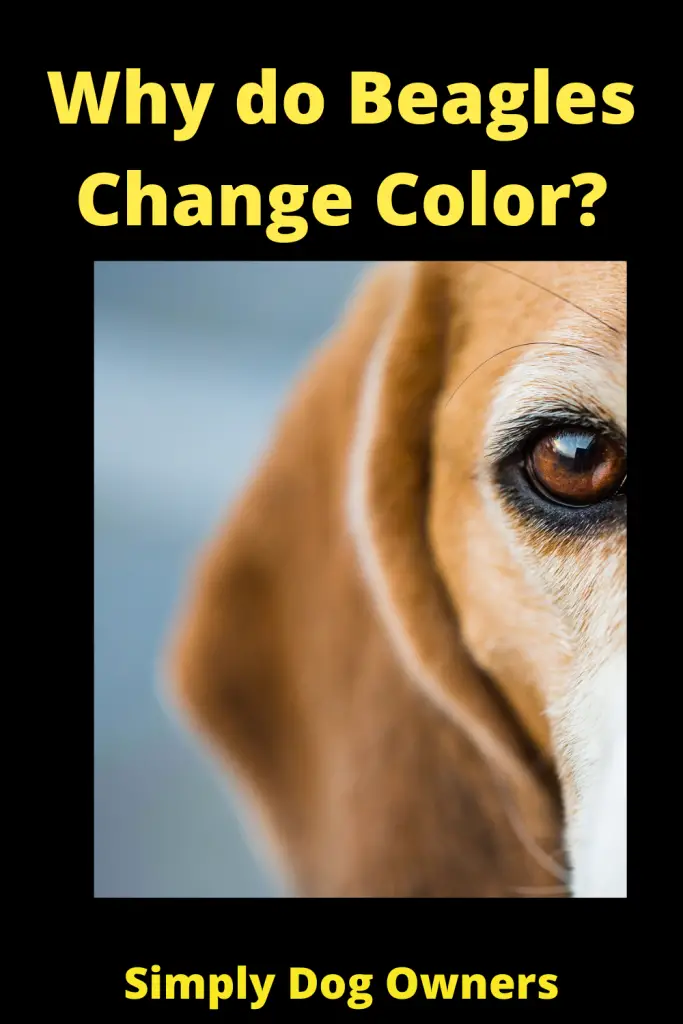 Why do Beagles Change Color? 2