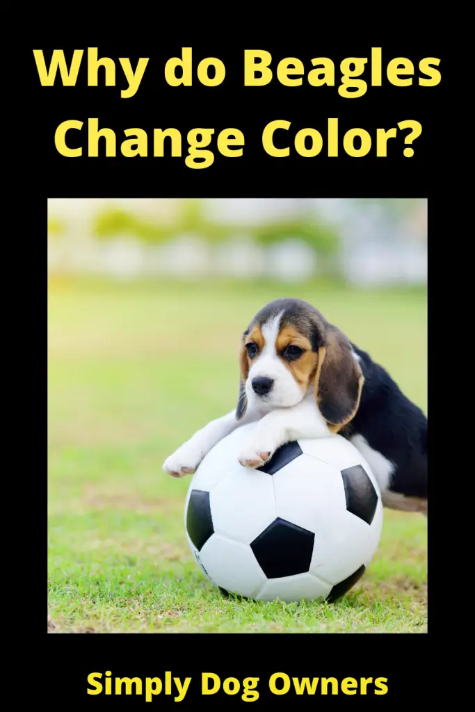 Why do Beagles Change Color? 4