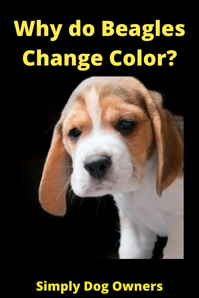Why do Beagles Change Color? 1
