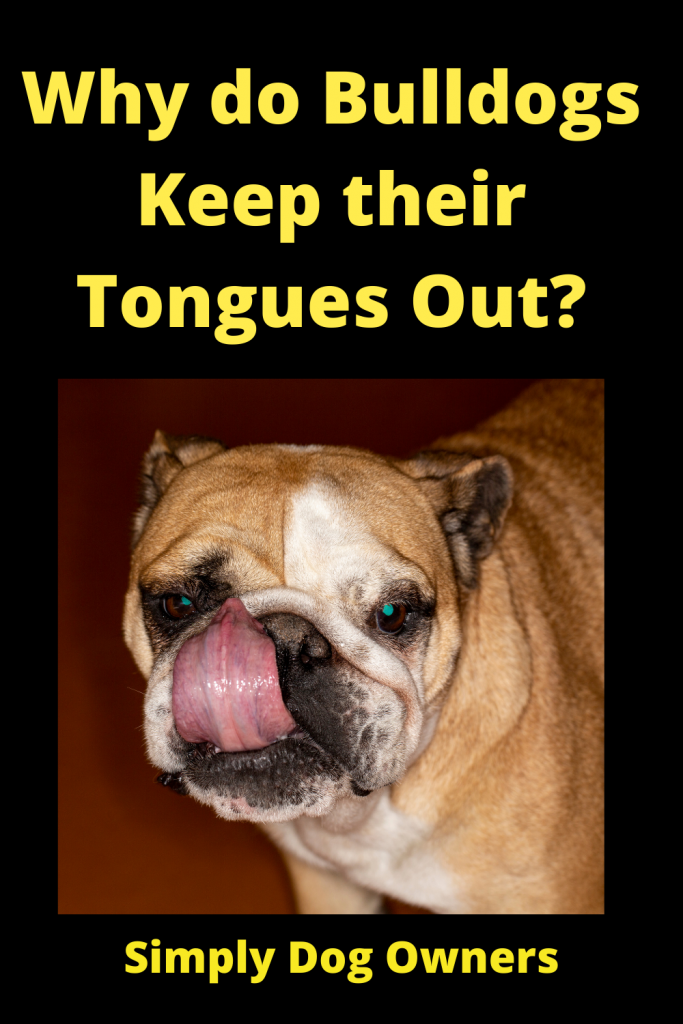 French Bulldog Tongue Out? 2