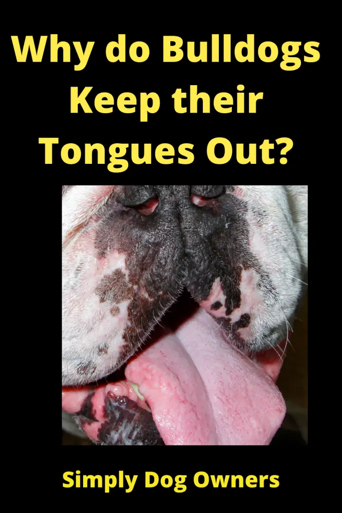 French Bulldog Tongue Out? 3