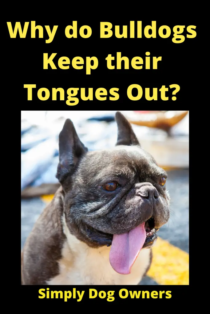 French Bulldog Tongue Out? 4