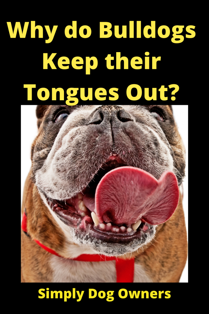French Bulldog Tongue Out? 1