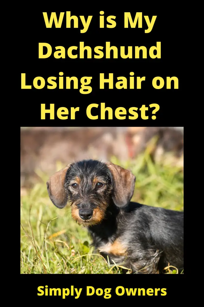 Why is My Dachshund Losing Hair on Her Chest? 2