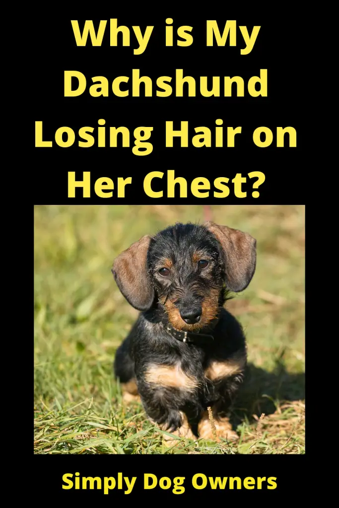 Why is My Dachshund Losing Hair on Her Chest? 3