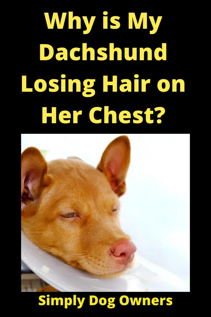 Why is My Dachshund Losing Hair on Her Chest? 4