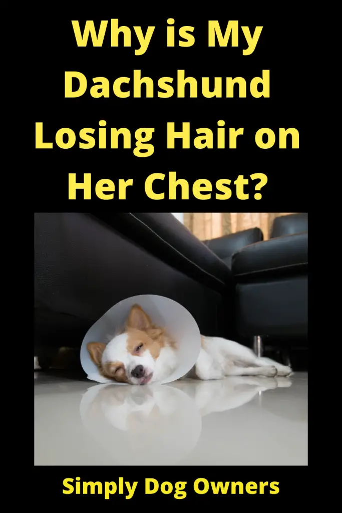 Why is My Dachshund Losing Hair on Her Chest? 5