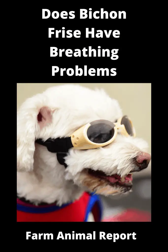 Are Bichon Frise Brachycephalic - Do Bichon Frise Dogs have Breathing Problems 2