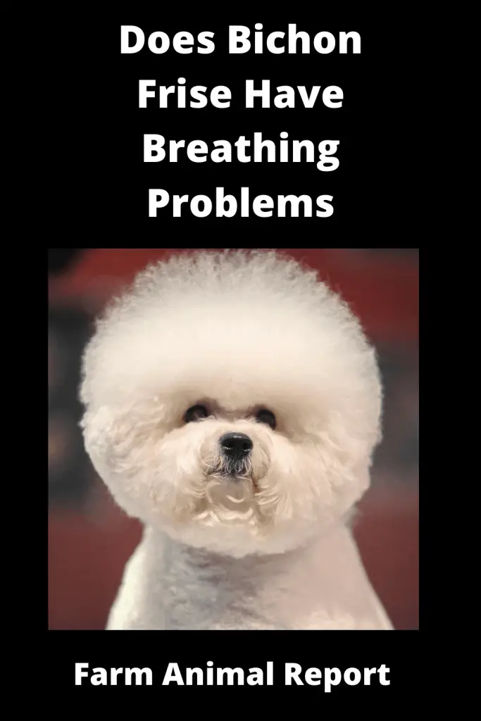 Are Bichon Frise Brachycephalic - Do Bichon Frise Dogs have Breathing Problems 3