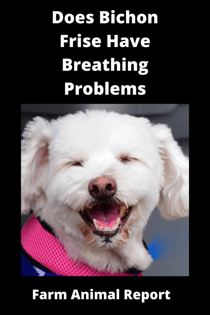 Are Bichon Frise Brachycephalic - Do Bichon Frise Dogs have Breathing Problems 4