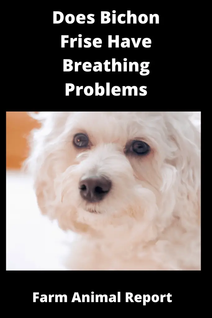 Are Bichon Frise Brachycephalic - Do Bichon Frise Dogs have Breathing Problems 1