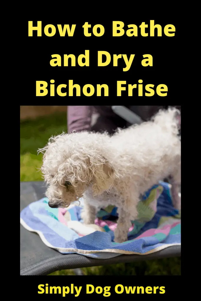 How to Bathe and Dry a Bichon Frise: The Essential Guide 2