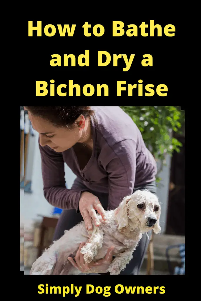 How to Bathe and Dry a Bichon Frise: The Essential Guide 3