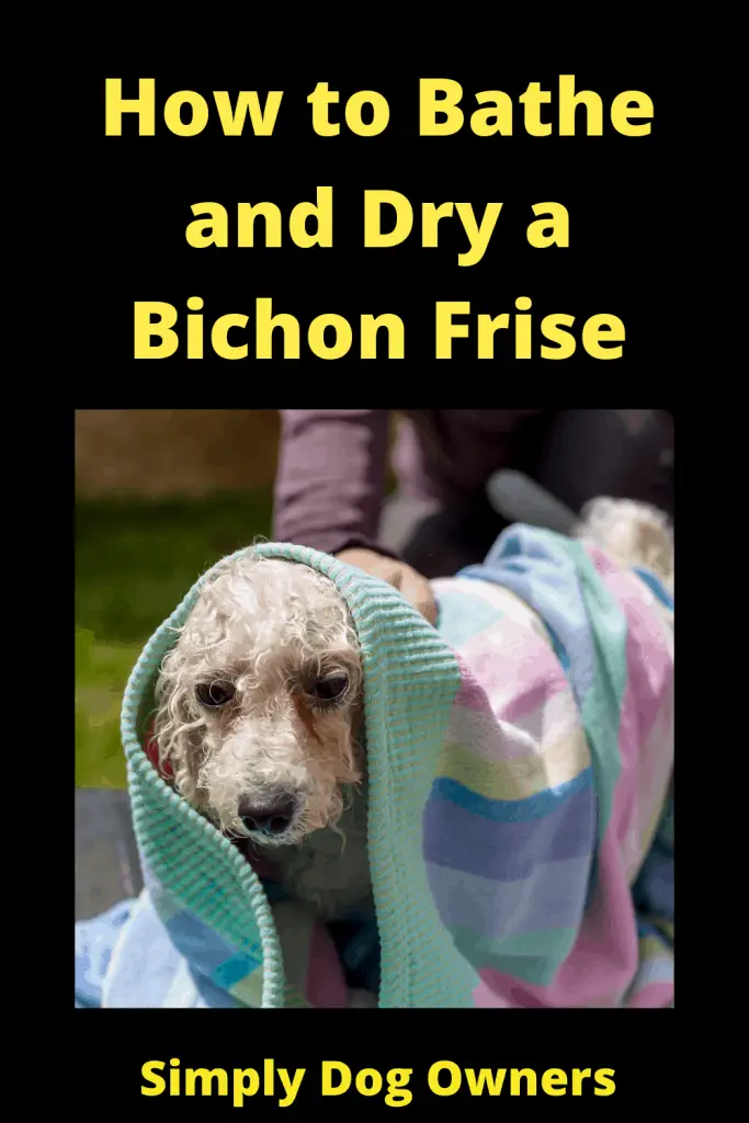 How to Bathe and Dry a Bichon Frise: The Essential Guide 4