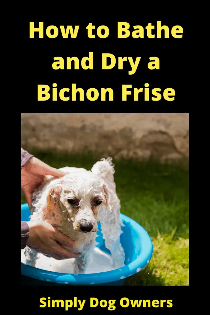 How to Bathe and Dry a Bichon Frise: The Essential Guide 1