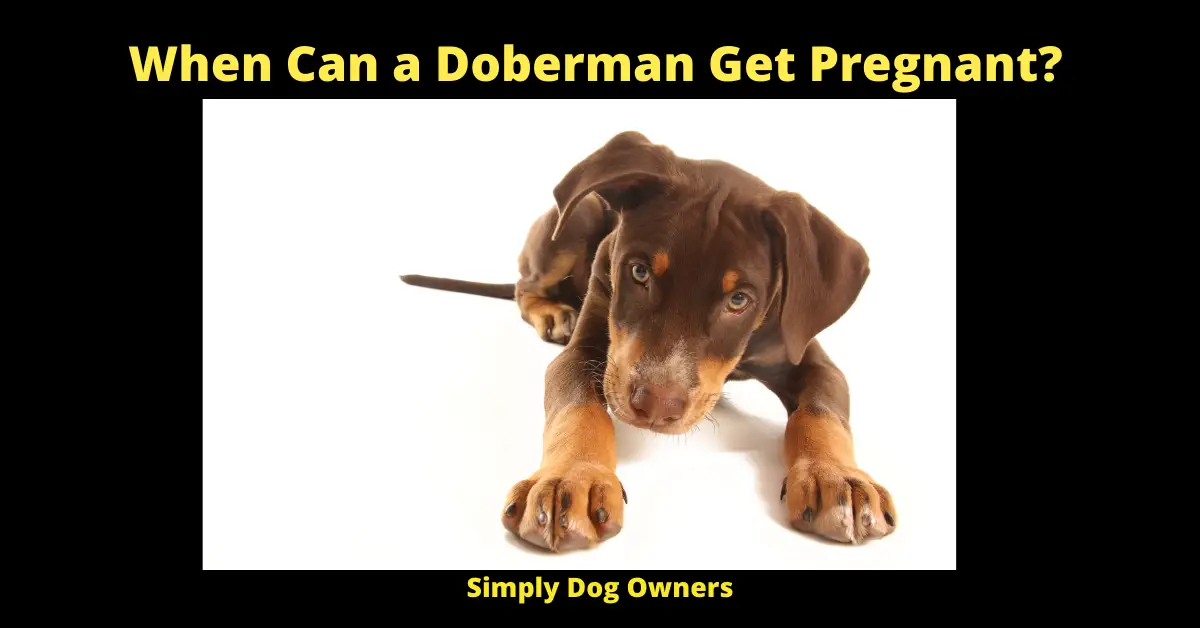 When Can a Doberman Get Pregnant?