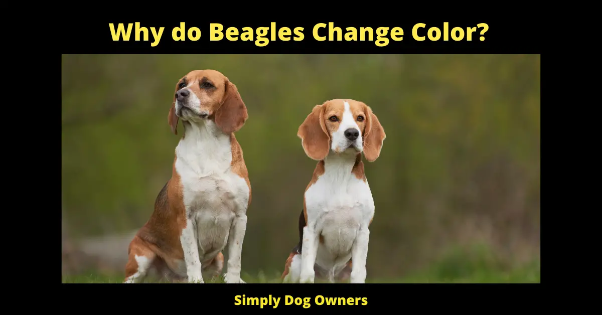 Why do Beagles Change Color?