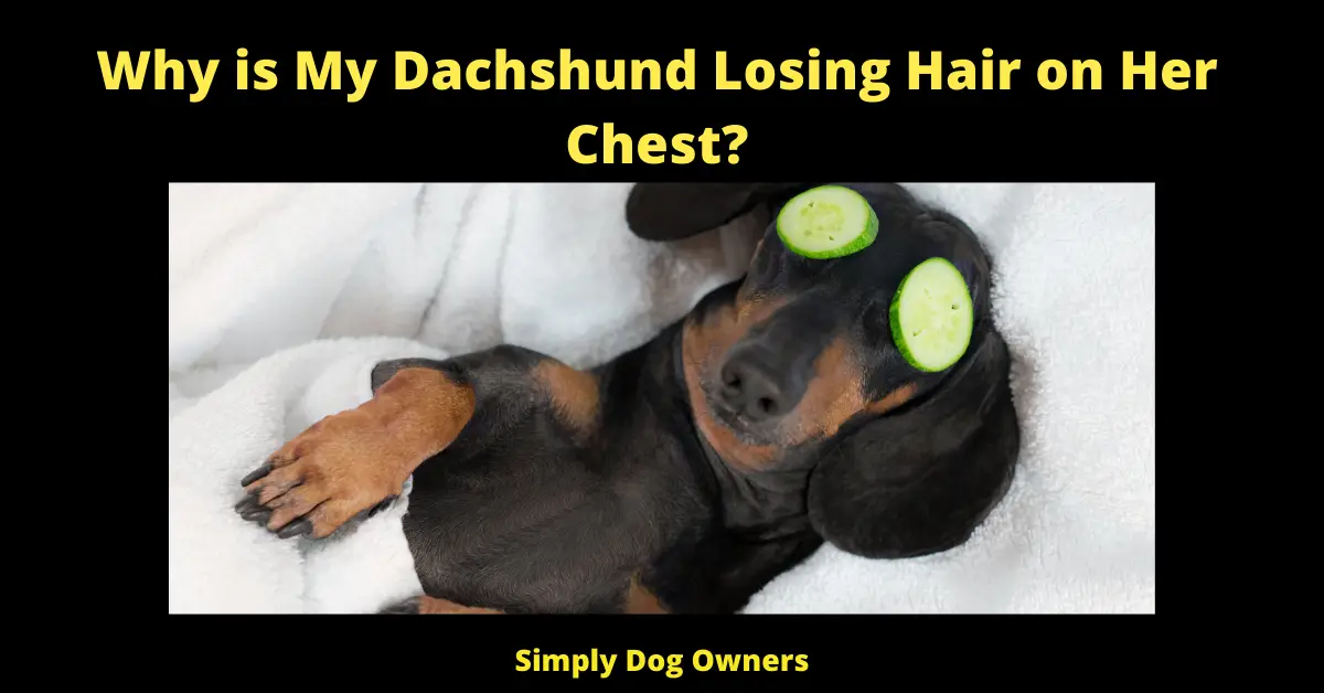 Why is My Dachshund Losing Hair on Her Chest?