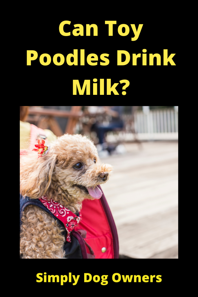 Can Toy Poodles Drink Milk
