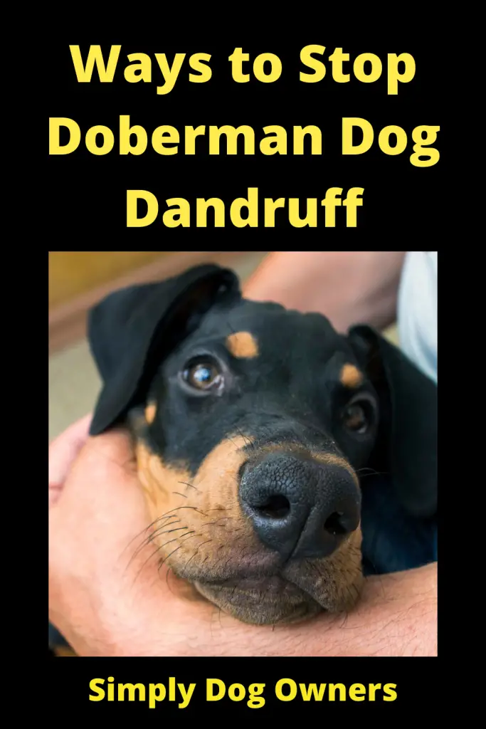  Ways to Stop Doberman Dog Dandruff