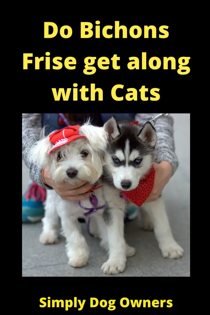 Do Bichons Frise get along with Cats 2