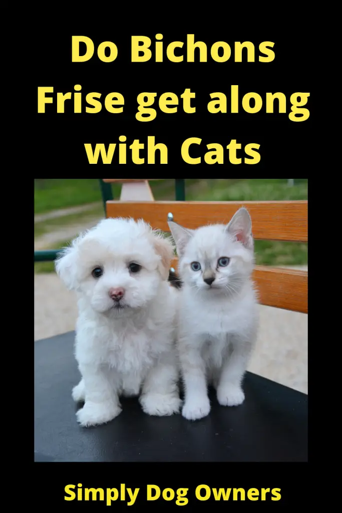 Do Bichons Frise get along with Cats 3