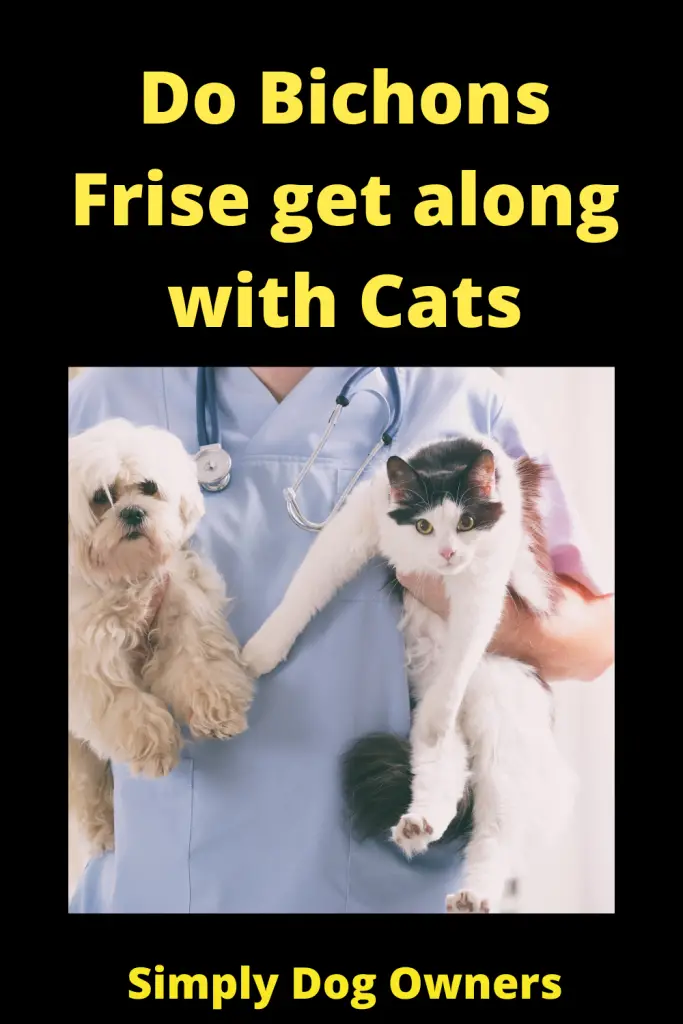 Do Bichons Frise get along with Cats 4