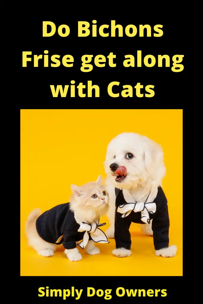 Do Bichons Frise get along with Cats 1