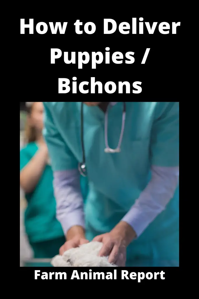 How to Deliver Puppies - Bichon Frise 3
