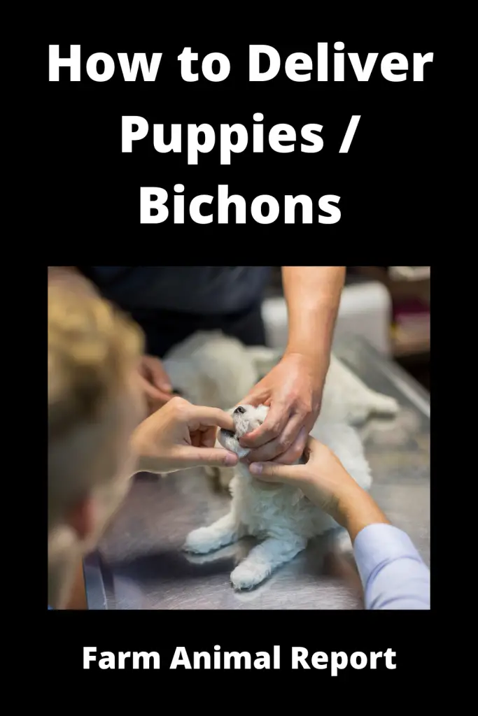 How to Deliver Puppies - Bichon Frise 4