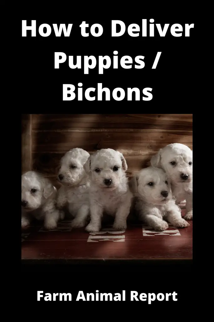 How to Deliver Puppies - Bichon Frise 1