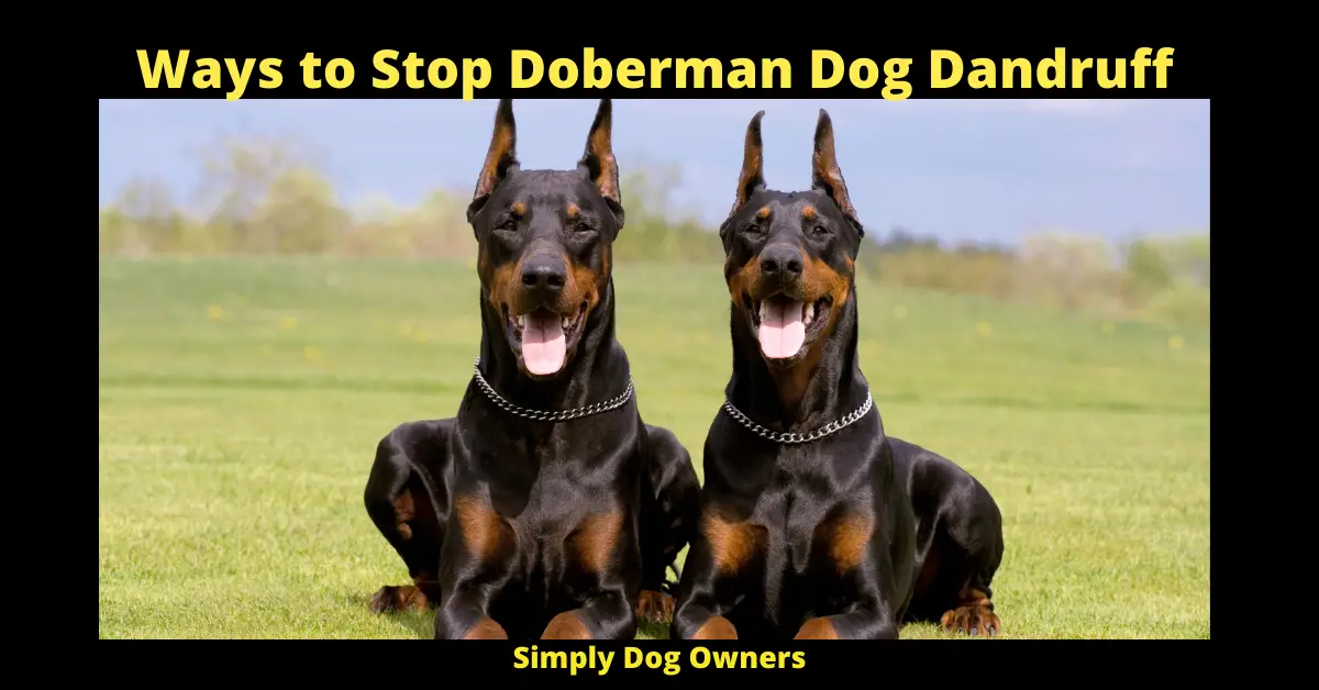 Ways to Stop Doberman Dog Dandruff