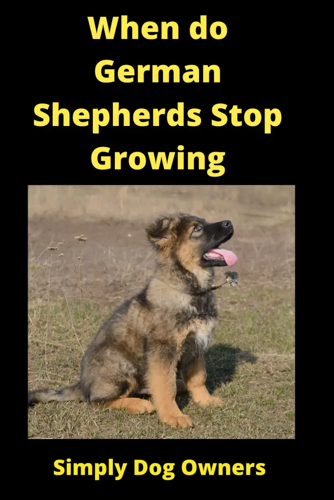 When do German Shepherds Stop Growing? [ Updated 2022] 1