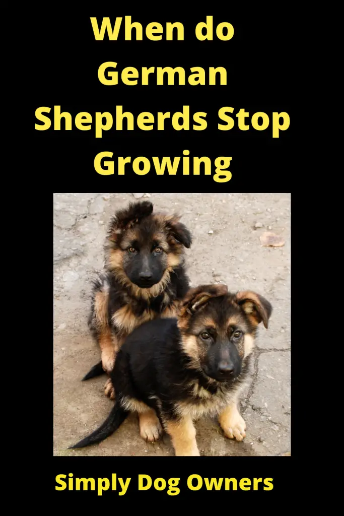 When do German Shepherds Stop Growing? [ Updated 2022] 2
