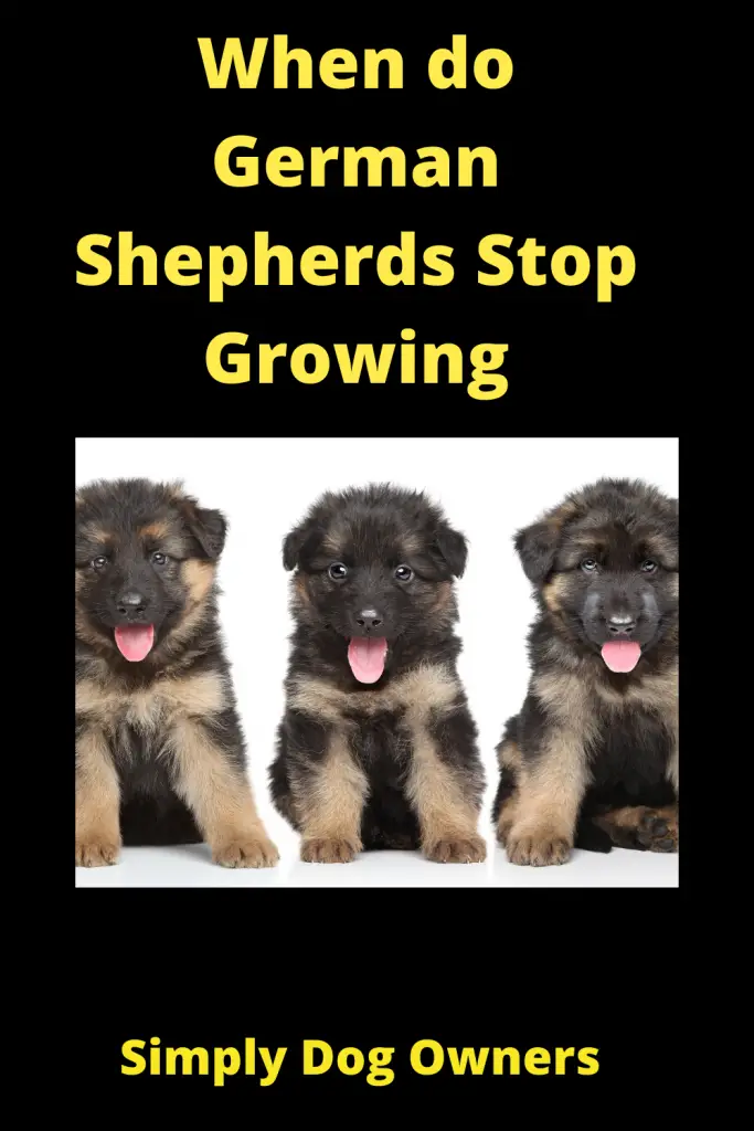 When do German Shepherds Stop Growing? [ Updated 2022] 3